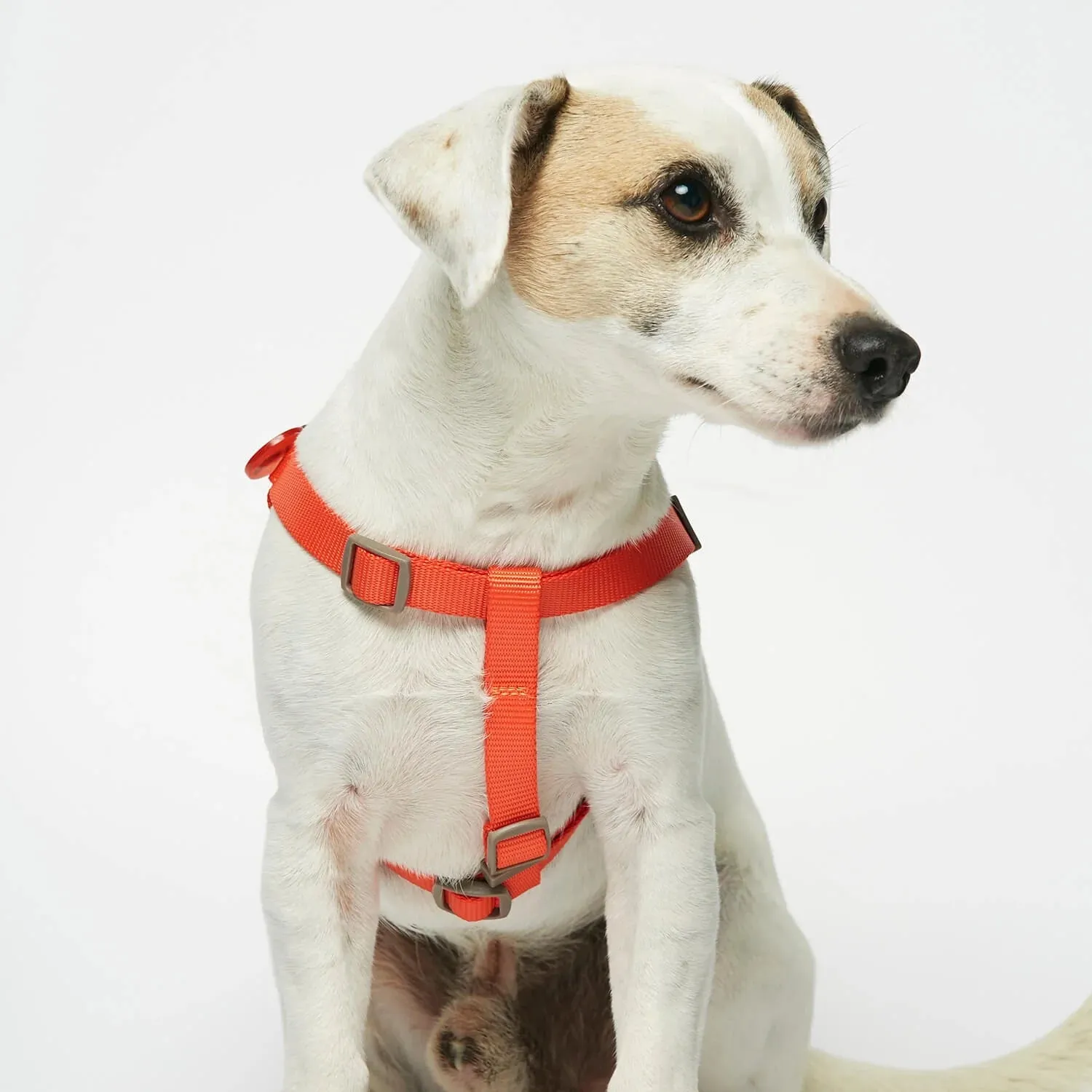 Sonia Navy & Orange Dog Harness